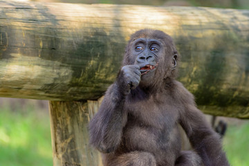 Young, Juvenile Male Silverback Western Lowland gorilla, (Gorilla gorilla gorilla) playing
