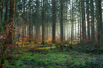 Obraz premium Mistyczny nastrój w jesiennym lesie