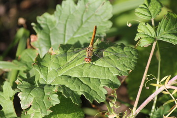 a yellow dragonfly at a green leaf