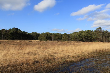 Obraz premium a landscape with brown dry grass and a green forest and blue sky in the background in europe