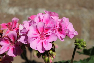 beautiful pink geranium flowers closeup in the garden outdoor