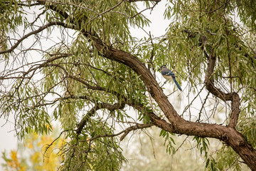 Bluejay sitting in russian olive tree