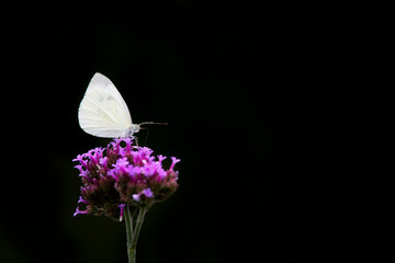 Cabbage White on Black