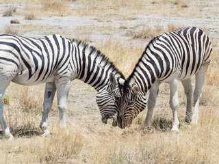 Two hugging zebras in love. Etosha national park, Namibia