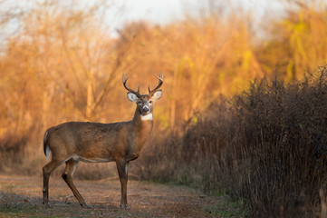 Buck at Sunrise