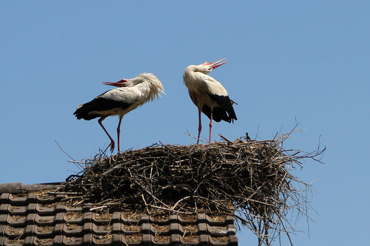 white stork couple in the nest