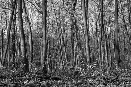 tall trees in black and white
