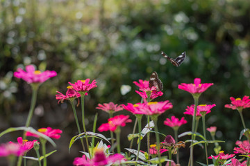 Naklejka premium beautiful butterflies in the flower garden