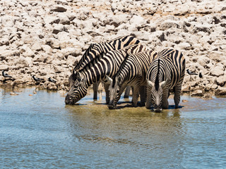 Fototapeta na wymiar Group of zebras drinking. Zebra at a waterhole.in Etosha National Park , Namibia, Africa.