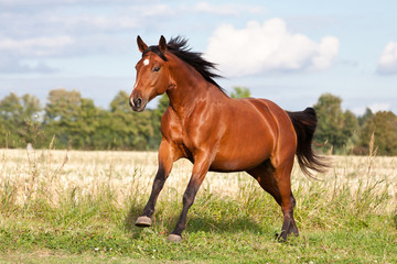 Fototapeta na wymiar Nice brown horse running on the pasture in summer