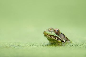Frog Portrait