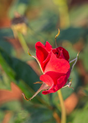 Multi color roses in the small garden