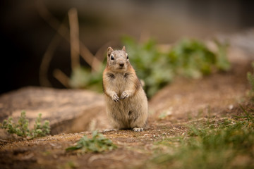 Chipmunk standing up