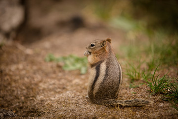 Chipmunk eating closeup