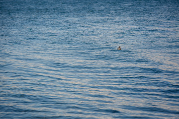 Fototapeta premium Boat on Waterton Lake