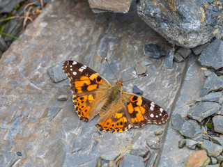 Red admiral or red admirable butterfly