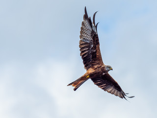 Red Kite ( Milvus milvus ) , Bwlch Nant Yr Arian
