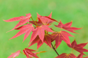 Young leaf-color of  Acer wilsonii Rehder 