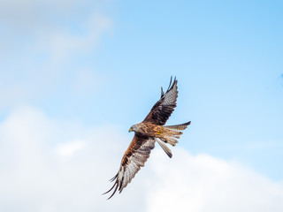 Red Kite ( Milvus milvus ) , Bwlch Nant Yr Arian