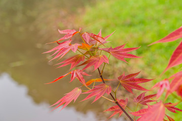 Young leaf-color of  Acer wilsonii Rehder 