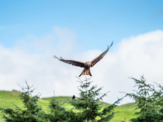 Red Kite ( Milvus milvus ) , Bwlch Nant Yr Arian