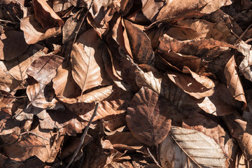 autumn leaves in color