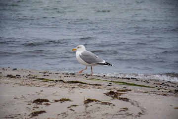 seagull on the beach