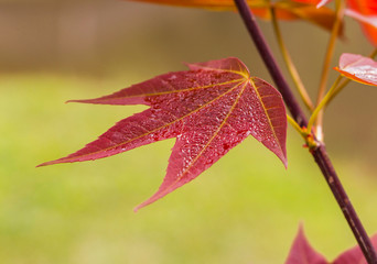 Obraz premium Young leaf-color of Acer wilsonii Rehder 