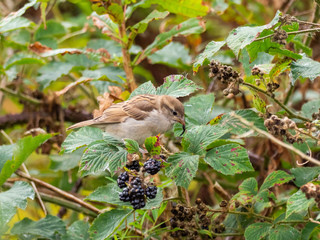 A sparrow feeding on rosebay willowherb seeds