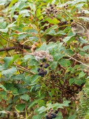 A sparrow feeding on rosebay willowherb seeds