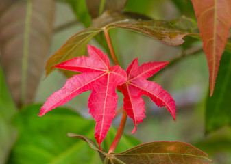 Young leaf-color of  Acer wilsonii Rehder 