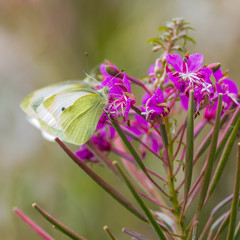 Brimstone Butterfly ( Gonepteryx rhamni ) on a plant