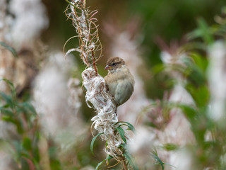 A sparrow feeding on rosebay willowherb seeds