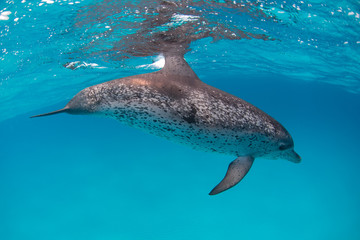 Spotted dolphin surfing in waves in clear blue water