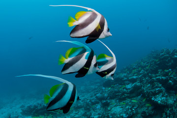 Longfin Bannerfish close to the reef in clear blue water