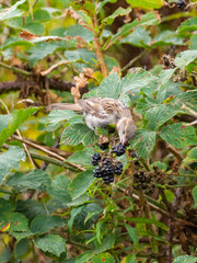 A sparrow feeding on rosebay willowherb seeds