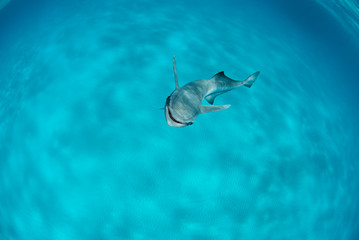 Remora fish in clear blue water