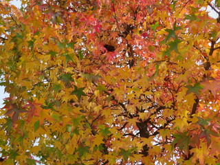 Fallen leaves of the tree in autumn of nice color