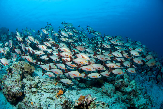Group of fish (Humpback Snappers) above the reef