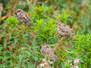 Three sparrows feeding on rosebay willowherb