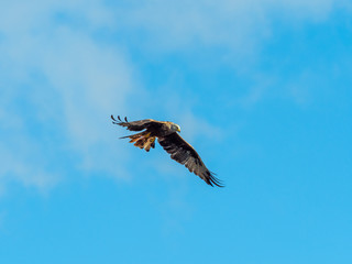 Red Kite ( Milvus milvus ) , Bwlch Nant Yr Arian