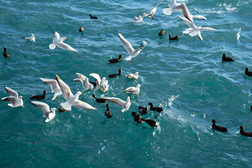 Gulls and duck in fight for food