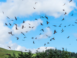 Red Kite ( Milvus milvus ) , Bwlch Nant Yr Arian