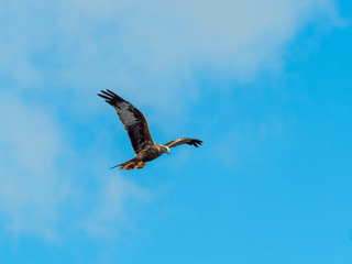 Red Kite ( Milvus milvus ) , Bwlch Nant Yr Arian