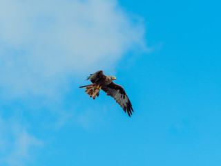 Red Kite ( Milvus milvus ) , Bwlch Nant Yr Arian