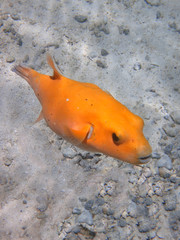 Underwater view of an orange pufferfish in the Bora Bora lagoon, French Polynesia, South Pacific