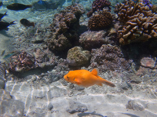 Underwater view of an orange pufferfish in the Bora Bora lagoon, French Polynesia, South Pacific