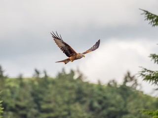 Red Kite ( Milvus milvus ) , Bwlch Nant Yr Arian
