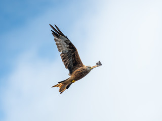 Red Kite ( Milvus milvus ) , Bwlch Nant Yr Arian