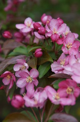 Pink Apple Blossoms